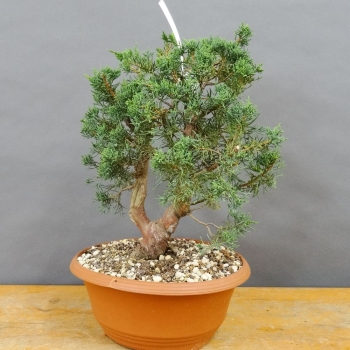 Juniperus chinensis 'Blaauw'